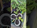 Tomato Planter 7-22-24