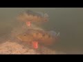 Underwater Video of Spawning Peacock Bass, Midas Cichlids, And Other Fish In South Florida