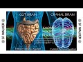 Brain, Heart & Gut Connection: 3 Brains, 1 Breath, 1 Mind