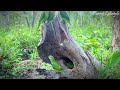 Awesome video of a man walk to meet parrots laying eggs in a tree hole at the forest. #nature #bird