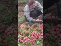 Farmers harvest lychees- Thu Hien farm
