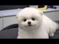 Dog Pet Puppy Pomeranian Grooming Teddy bear style