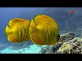 Deep Blue Serenity: Underwater Relaxation Video