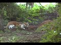 Snuggles the Cat Meets Deer