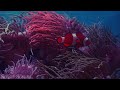 The Most AMAZING Underwater World In 4K HDR - Relaxation Video