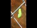 Monarch transforms into chrysalis pupa