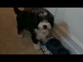 funny bernedoodle puppy (finally) decides to come down the steps for the first time