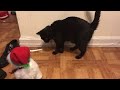 My kitty getting into the Holiday spirit.. confused by Dancing Bumble from Rudolph.