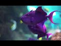 Ocean World 4K VIDEO ULTRA HD 🌊 Serene and Calming Beach Ambience - Relaxing Ocean Soundscape