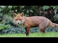 The Fox and the Fajita  |  Olympus Video Test