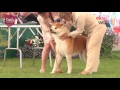 Windsor Dog Show 2016 - Utility group