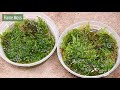 DIY Skyscraper Paludarium With Moss Waterfall