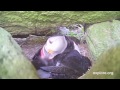 A Puffin Comes Out Of Its Shell