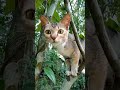 👀Bird Hunter.😍#cute #cat#nature #hunting #shortsyoutube 😃