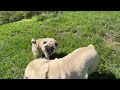 Maurice The Pug - Pugs playing in the sun