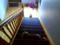 Stair Lesson - Shih-tzu Style