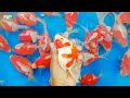 Ultimate Guide to Stunning Koi: Expert Tips and Breathtaking Footage!