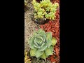 2017 Succulent and garden collection part 1