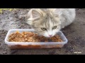Pregnant cat meows because wants food