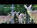 Whitetail deer grooming each other in 4K/120   #nature #deer #wildlife