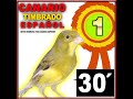 30 Minutos De Canto Del Canario Timbrado Español. Metodo De Entrenamiento. Bird Serinus Canaria...
