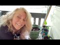 May garden review FAILS, salvias, baby coneflowers, hyacinths, cannas! 5/19/2024