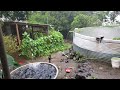 Flooding Hawaii / Pati mga basura tinangay