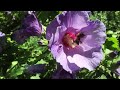 Bumblebee on a hibiscus