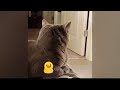 Top 10 Funniest Cat Reactions You Have to See 🤣 Best Funny Videos compilation Of The Month 😸