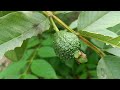 Best Natural Banana Hormone For Guava Tree Grafting | Double Grafting on One Tree