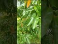 Jamaican  organic  Soursop  tree  with  beautiful leaves, flowers and fruits 🇯🇲