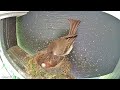 Eastern Phoebe EGGstravaganza, Hatching and Feeding Compilation!