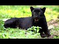 Wildlife - The Fascinating World of Wild Animals | Full Series | Free Documentary Nature