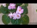 Фиалка РС- Золотая Роскошь, первое цветение. А где же золото?)😊// #africanviolets