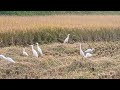 Paddy Bird playful moments / Paddy harvesting / Harvesting Video