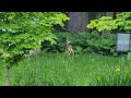 Albino Deer nursing her fawn.