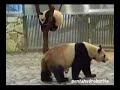 PANDA Baby playing with Mam, Run & Fall, Aihin 愛浜 双子パンダ