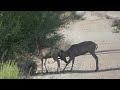 Buck Moon Deer in Arizona