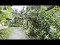 Heavy Rain in a Village Full of Green Trees | Fresh atmosphere in Indonesian village | ASMR