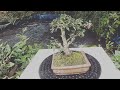 Repotting Bonsai Sakura Mikro