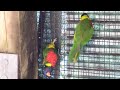 Rainbow Lorikeets Arguing