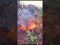 PULUHAN HEKTAR KEBUN SAWIT HANGUS TERBAKAR