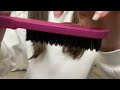 ASMR Putting your hair up | hair brushing | hair clipping | combing your hair | camera combing