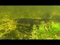 Underwater Video of Spawning Bullseye Snakeheads in South Florida