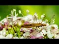 A Small World,  Backyard Macro