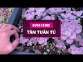 CÁCH ƯƠM LÁ SEN ĐÁ VỚI TỈ LỆ THÀNH CÔNG CAO NHẤT| 다육식물 | 多肉植物 | Suculentas