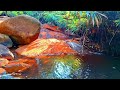 CALMING SOUNDS FOR SLEEPING: RELAXING BIRDS CHIRPING WITH MOUNTAIN STREAM IN BAMBOO FOREST