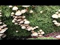 We found alot of mushrooms,country side life Austria Europe