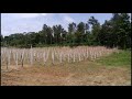 Black Pepper Planting #blackpepper #cultivation #horticulture