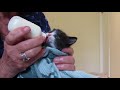 #4-03 Momma-Cat Lily, Bottle Feeding 4 Week Old Kittens
